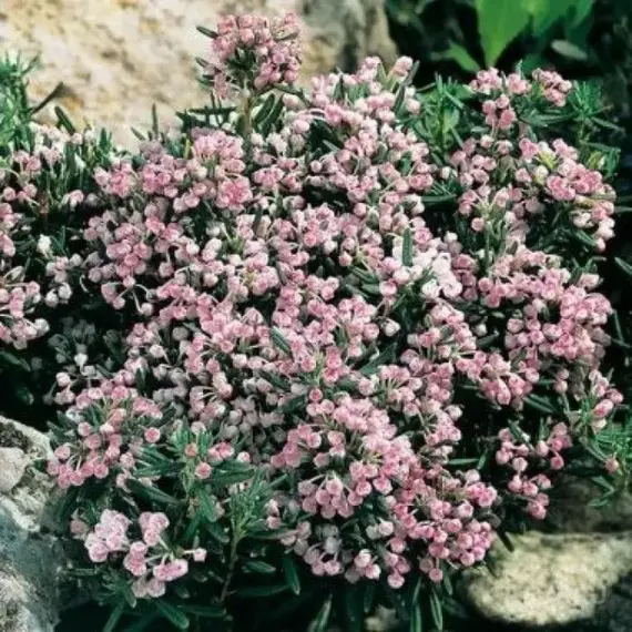 Андромеда / Подбел обыкновенный Блю Лагун