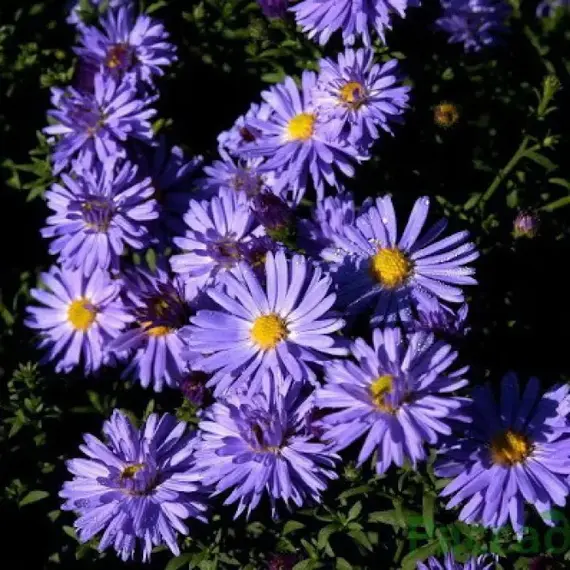 Астра Блю Лагуна