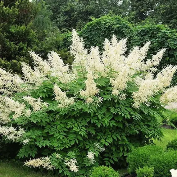 Волжанка двудомная Кнеффи