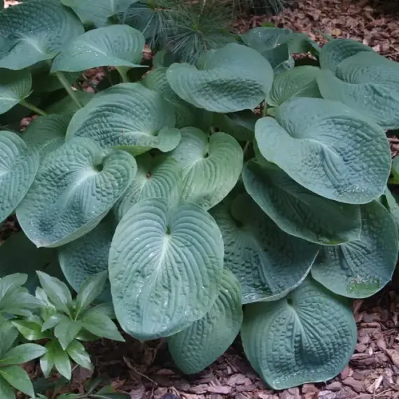 Хоста Элеганс