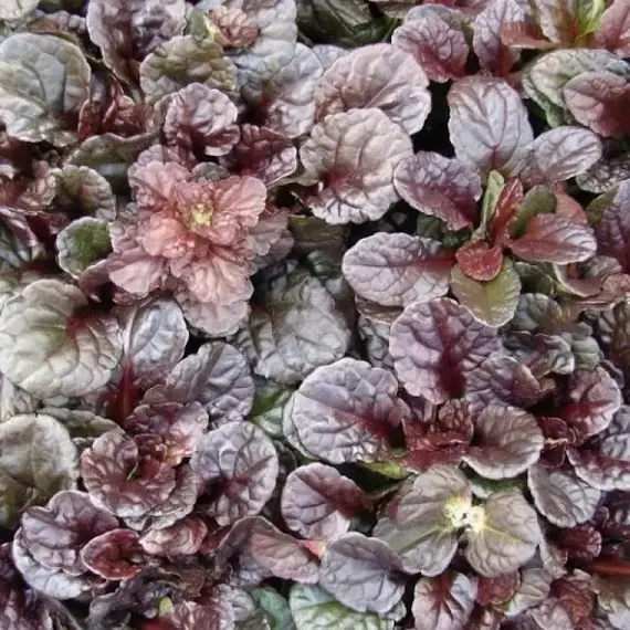 Живучка ползучая Махагон