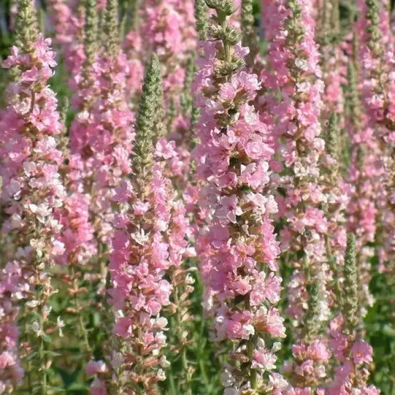 Дербенник иволистный Блаш