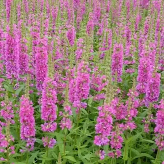 Дербенник иволистный Свирл3