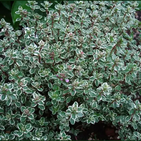 Тимьян (чабрец) лимоннопахнущий Сильвер Квин