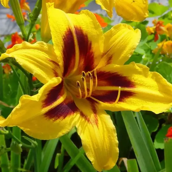 Лилейник Бонанза