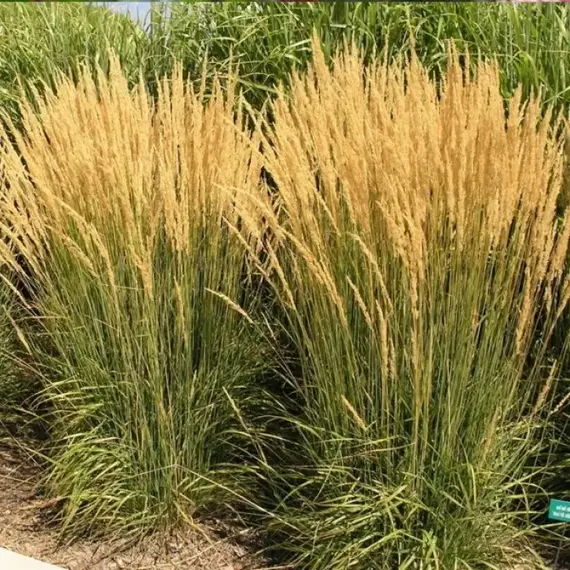 Вейник остроцветковый Карл Форест