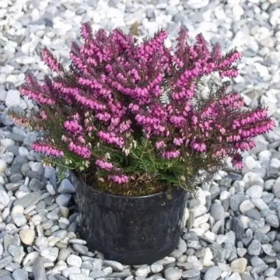 Эрика дарленская Крамерc Рот