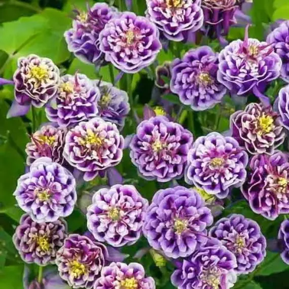 Аквилегия Винки Дабл Блу энд Вайт