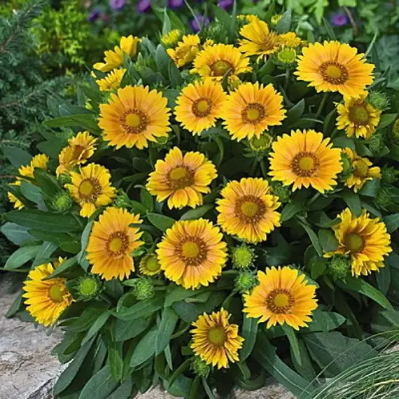 Гайлардия гибридная Аризона Эприкот