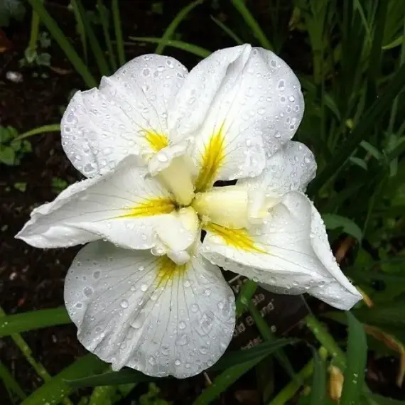 Ирис мечевидный Голд Баунд