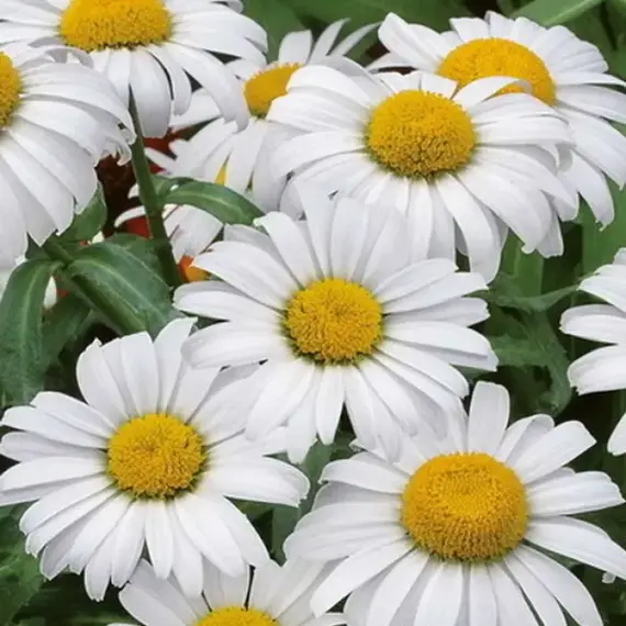 Нивяник наибольший Сноукэп