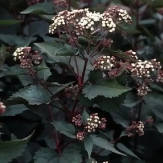 Посконник морщинистый Чоколит