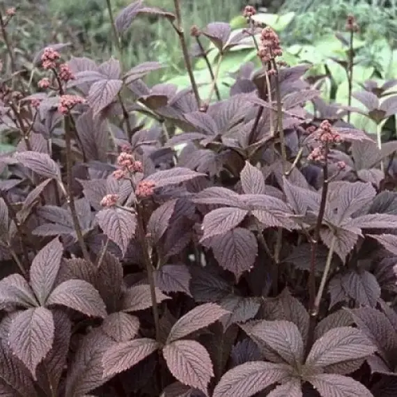 Роджерсия перистая Чоколит Вингс