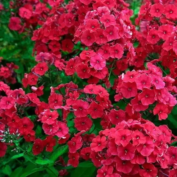 Флокс метельчатый Ред Райдинг Худ