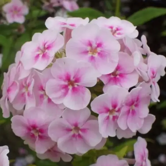 Флокс метельчатый Юник Биколор