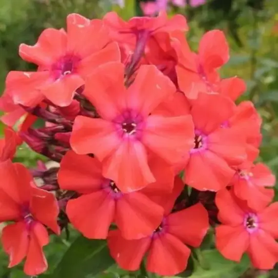 Флокс метельчатый Юник Орандж