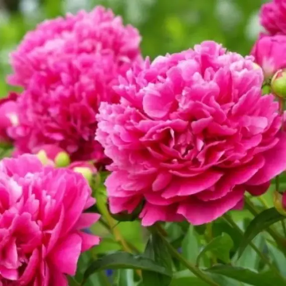 Пион молочноцветковый Инспектор Лаверн