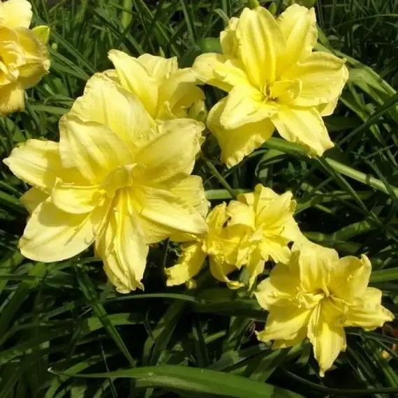 Лилейник Дабл Еллоу