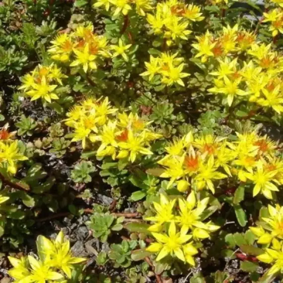 Седум (очиток) цветоносный