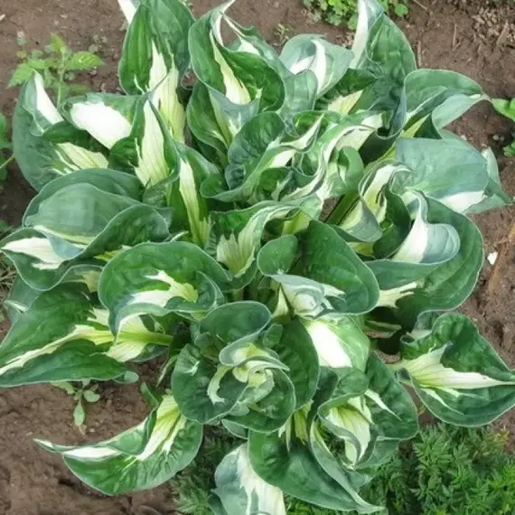 Хоста Вирлвинд