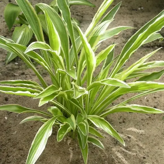 Хоста Сендхилл Крейн