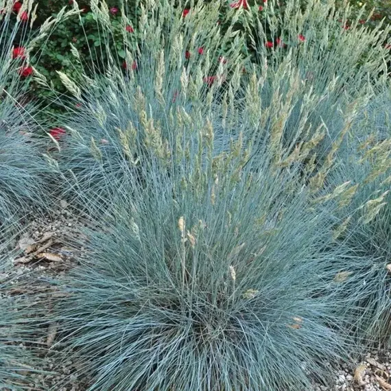 Овсяница сизая Элайджа Блю