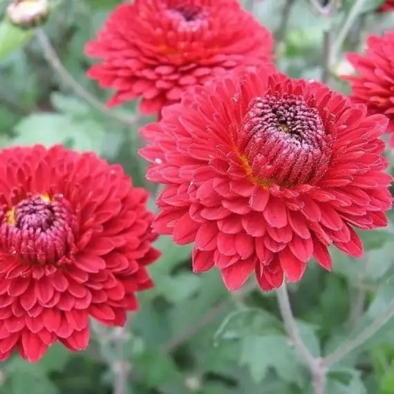 Хризантема корейская Резея