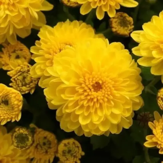 Хризантема корейская Помпон Еллоу