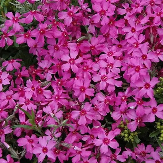 Флокс шиловидный Линдентал