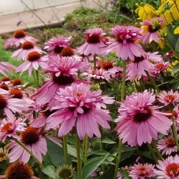 Эхинацея пурпурная Даблдекер