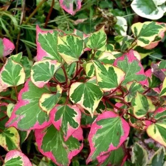 Хаутюйния сердцевидная Хамелеон