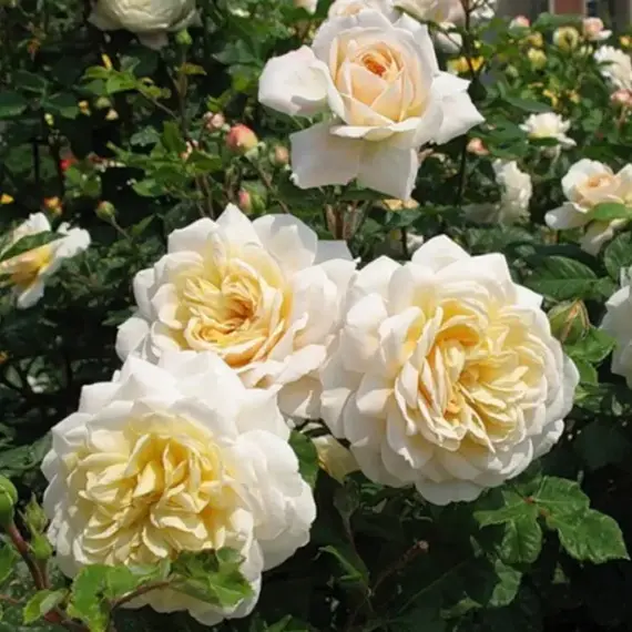 Роза чайно-гибридная Комтесса