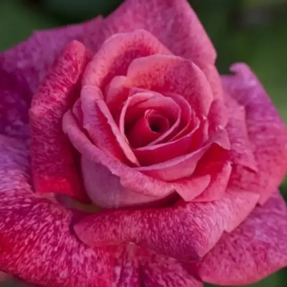 Роза чайно-гибридная Пьер Кардэн