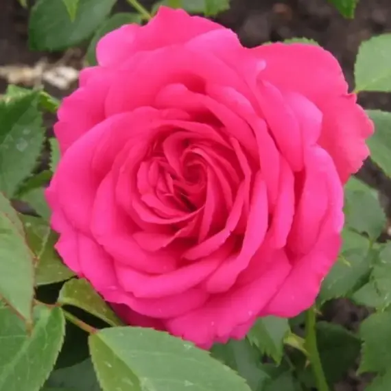 Роза чайно-гибридная Виен Роуз