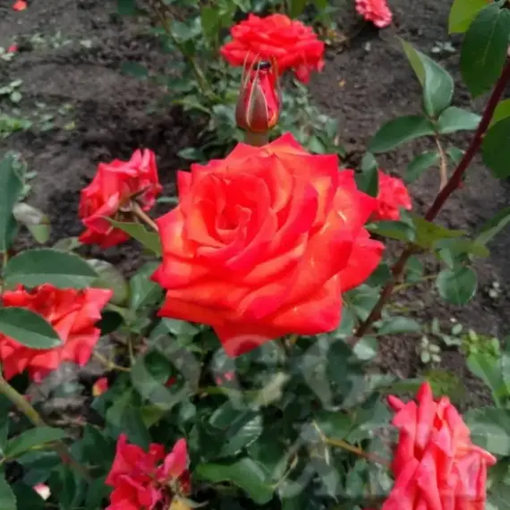 Роза чайно-гибридная Сантана