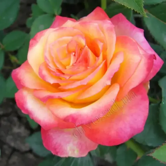 Роза чайно-гибридная Утопия