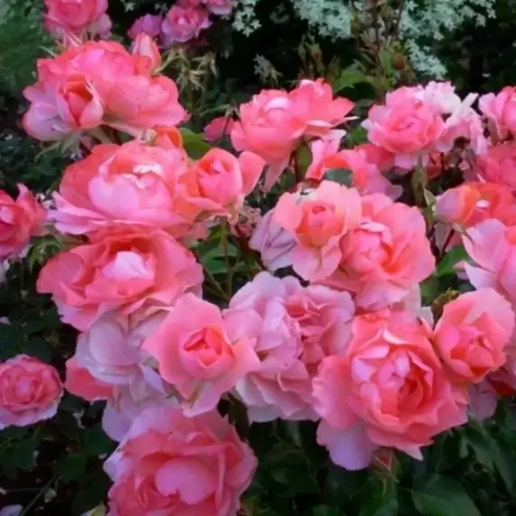 Роза флорибунда Сады Франции