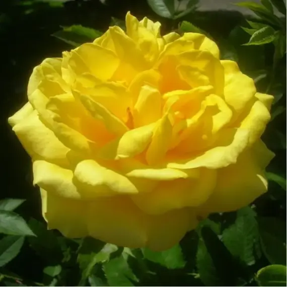 Роза флорибунда Диана