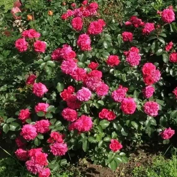 Роза флорибунда Сангрия