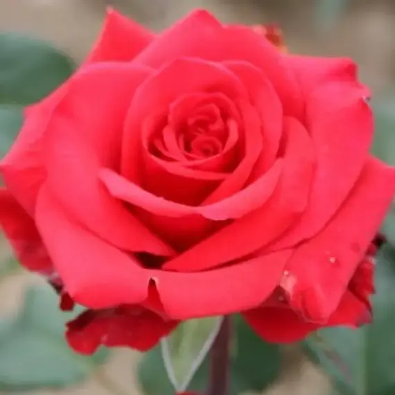 Роза чайно-гибридная Ред Берлин