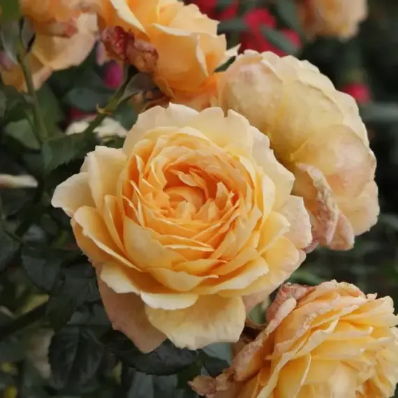 Роза чайно-гибридная Капри