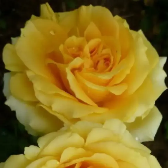 Роза чайно-гибридная Капучино