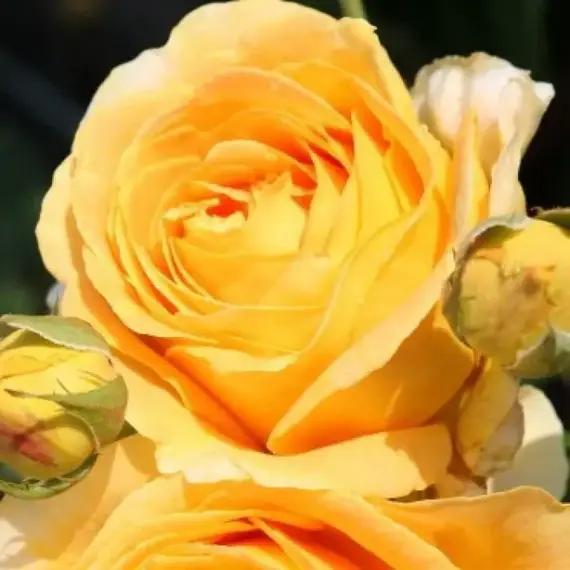 Роза чайно-гибридная Кэндллайт