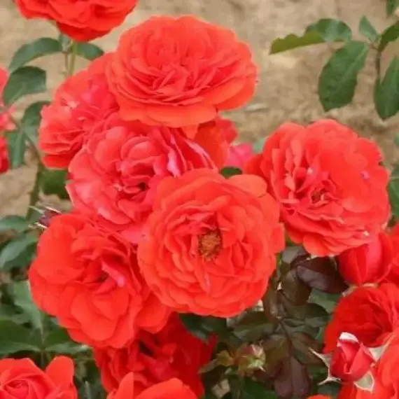 Роза флорибунда Ред Ривер