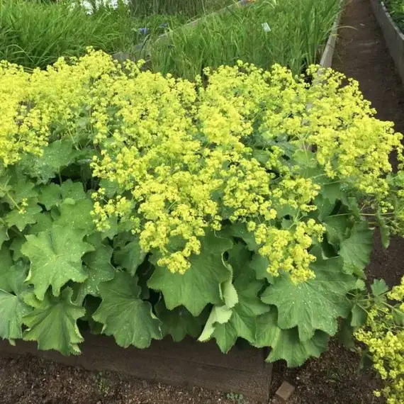 Манжетка мягкая Робустика
