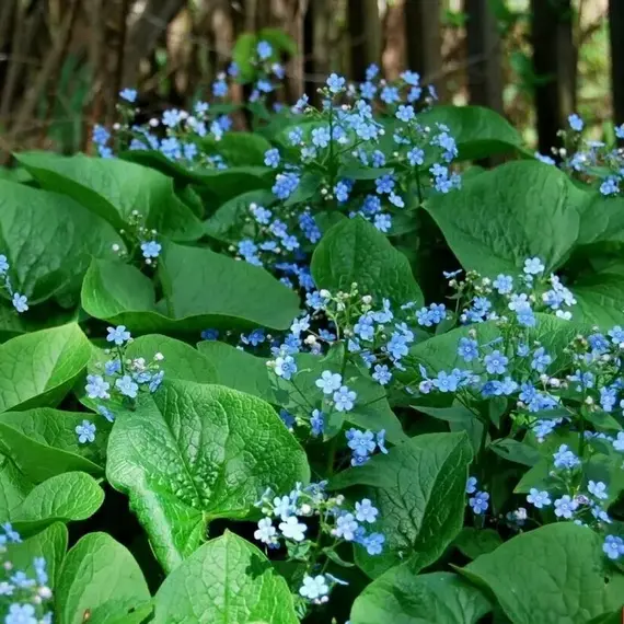 Бруннера крупнолистная
