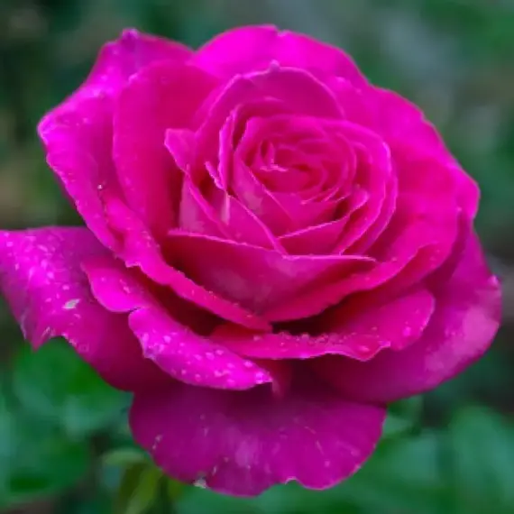 Роза чайно-гибридная Джакаранда