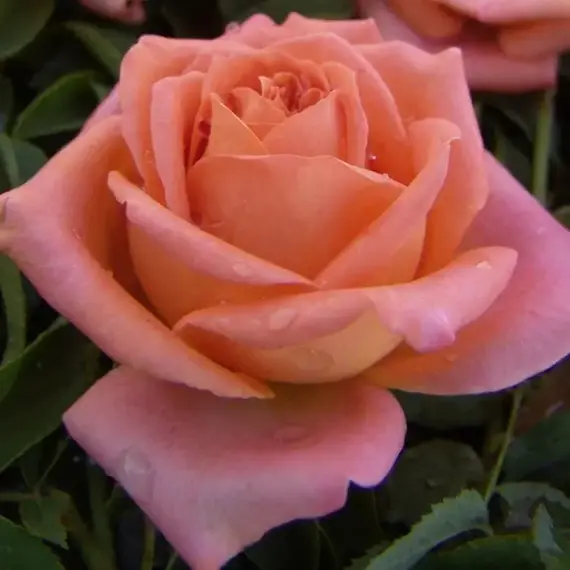 Роза чайно-гибридная Христофор Колумб