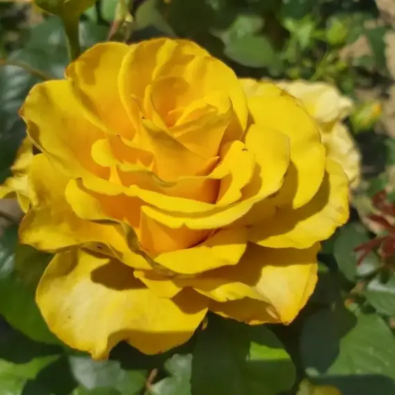 Роза чайно-гибридная Сейко