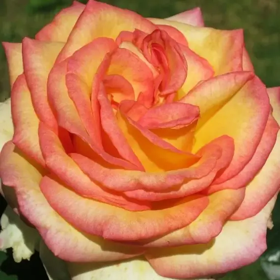 Роза чайно-гибридная Чарли